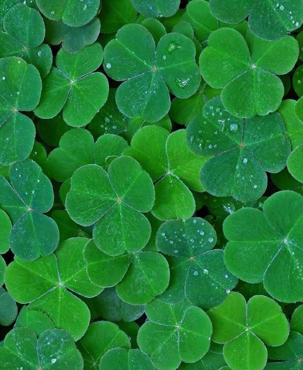 、身体炸划算还有节日限定香薰、香包麻将胡了网址香香好物丨欧珑正装香水(图15)